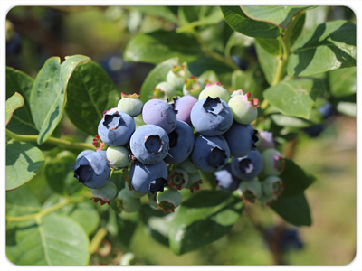 heidelbeeren blaubeeren hofreiter unterhaching