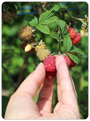 himbeeren hofreiter unterhaching